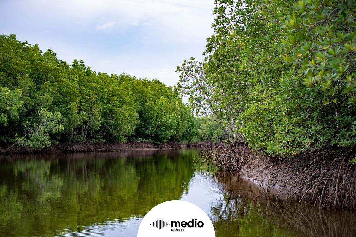 Manfaat Ekosistem Mangrove bagi Ekonomi Masyarakat Pesisir